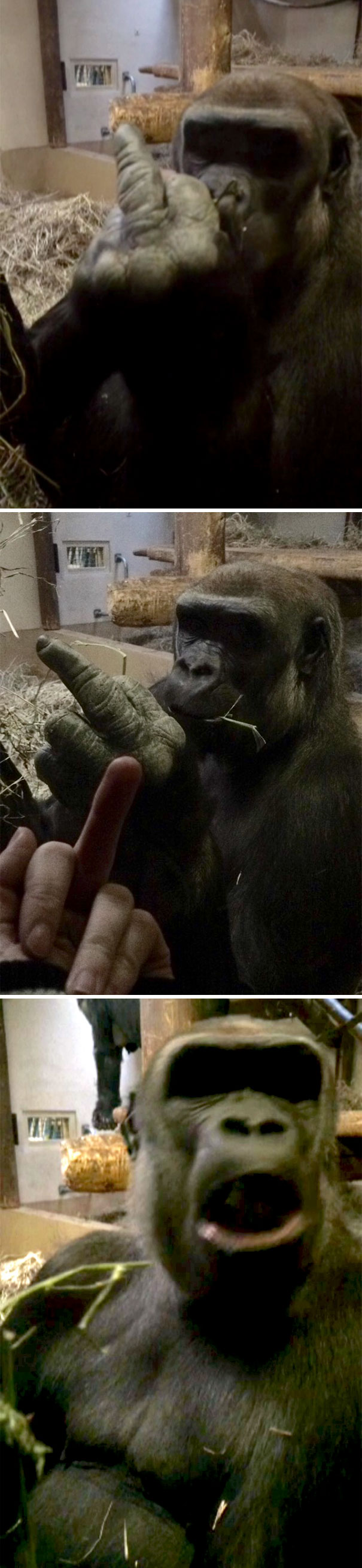 Hôm nay một con Gorilla đã giơ ngón tay thối vào mặt tôi, tôi giơ lại thì nó lại nổi đóa lên