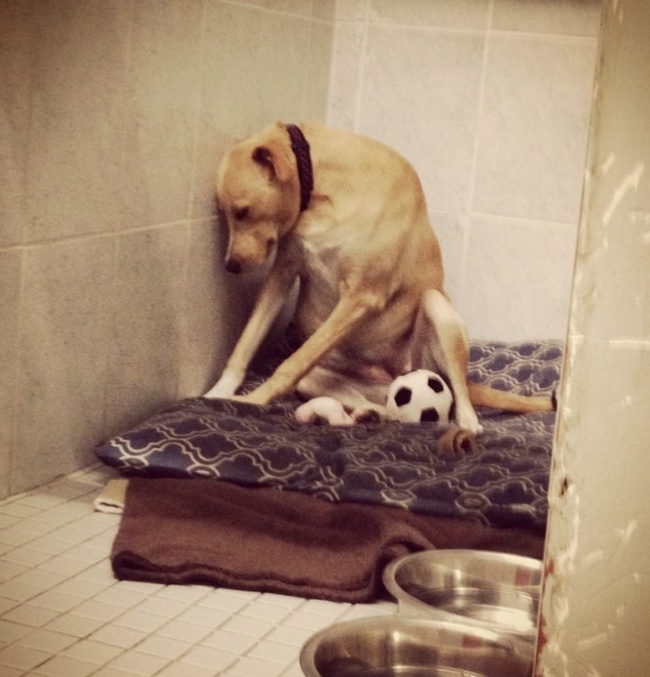 Chú chó bị trả lại trung tâm cứu trợ ngay sau khi được nhận nuôi