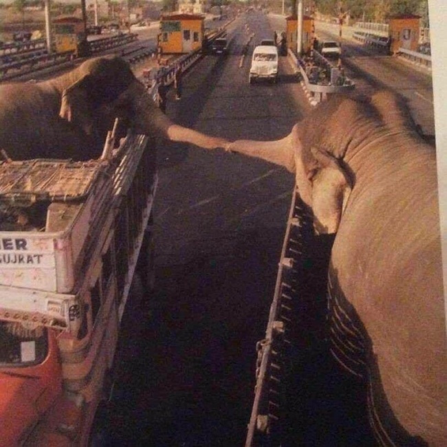 Trong một khoảnh khắc, hai chú voi cố vươn ra chạm vào nhau lần cuối trước khi bị đưa đi xa và tách khỏi nhau mãi mãi
