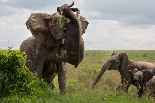 Khi voi mẹ bảo vệ voi coi trước một chú trâu hung dữ