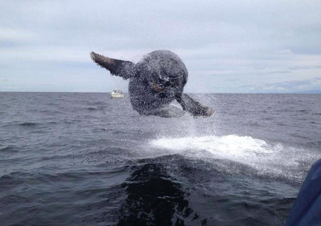 Khoảnh khắc khi chú cá voi lưng gù làm một cú nhảy đầy ấn tượng