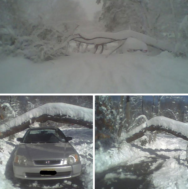 Khi đi qua trận bão tuyết, bị cây đổ ngang xe nhưng vẫn về nhà không chút trầy xước
