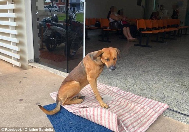 Chủ nhân của chú chó này là một người đàn ông vô gia cư qua đời sau khi bị đâm chết trong một trận ẩu đả trên đường 