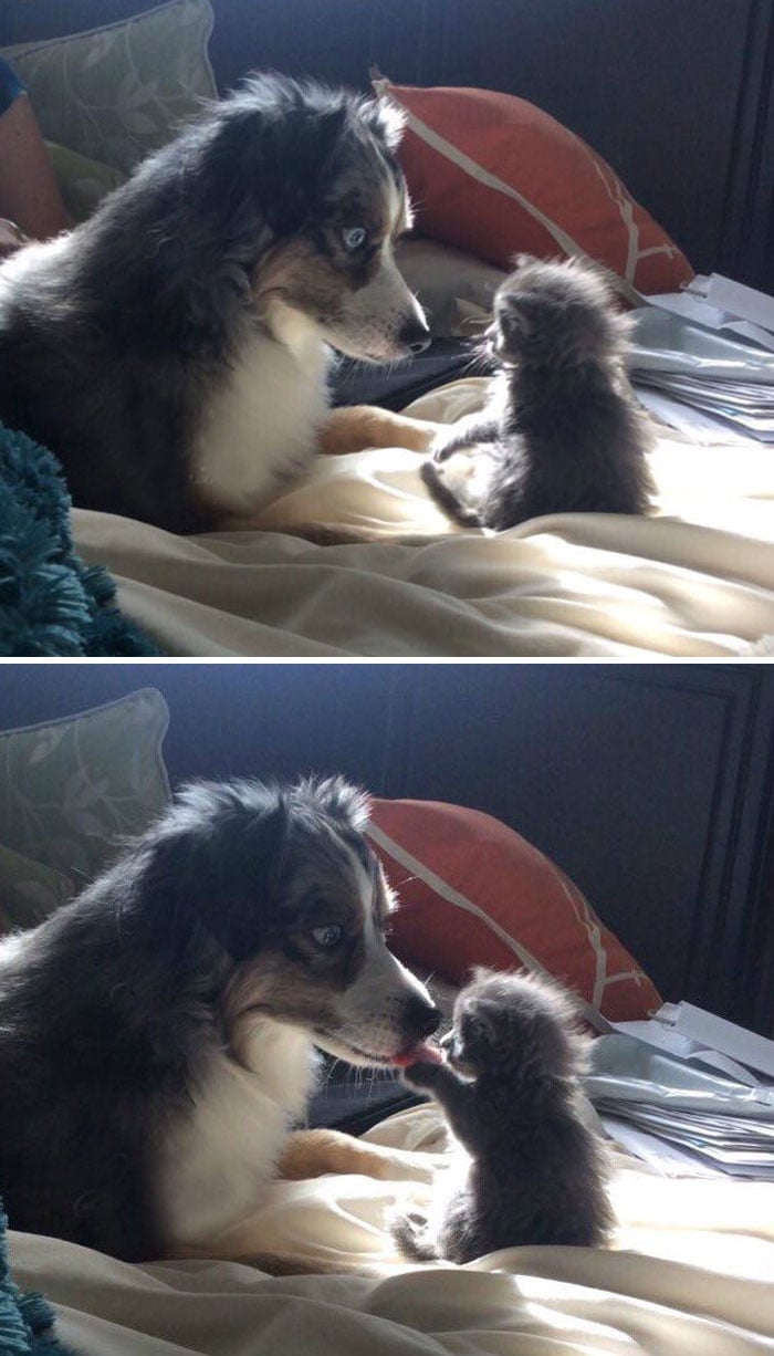 Lần đầu gặp nhau của chú chó với mèo con