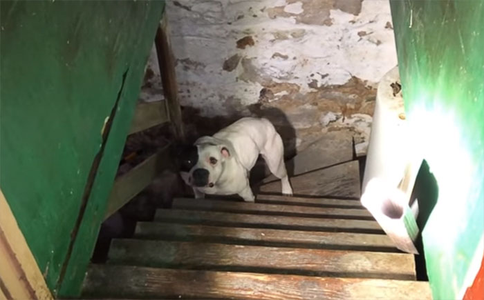 Khi các tình nguyện viên cứu hộ rọi đèn xuống tầm hầm, họ tìm thấy một chú chó đang quẫy đuôi rối rít