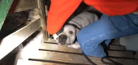 Chú chó không thể chờ nổi đến khi được tháo dây và thoát ra ngoài, ánh mắt của nó khi được giải cứu khiến cho các tình nguyện viên không sao quên được