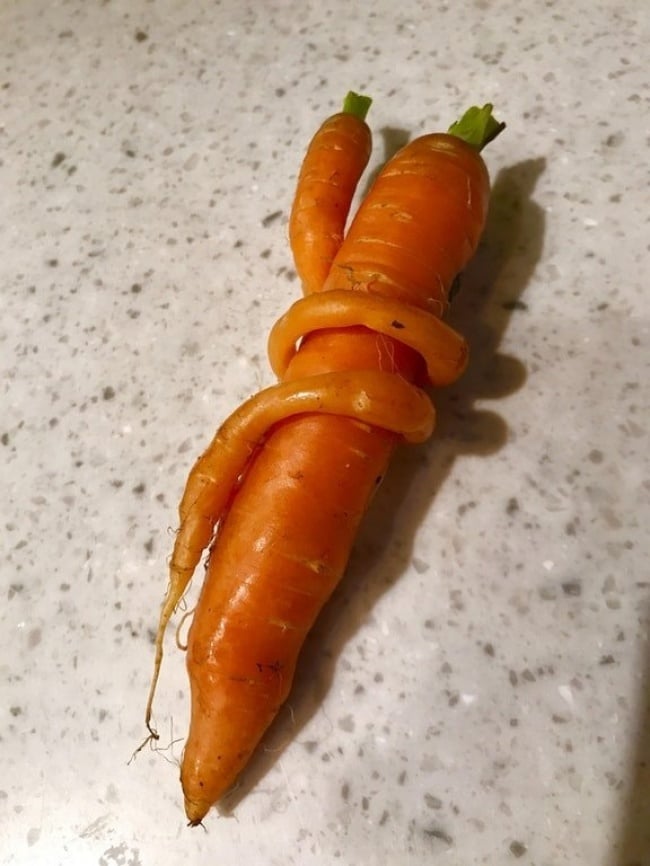 Cà rốt cũng cần có tình yêu