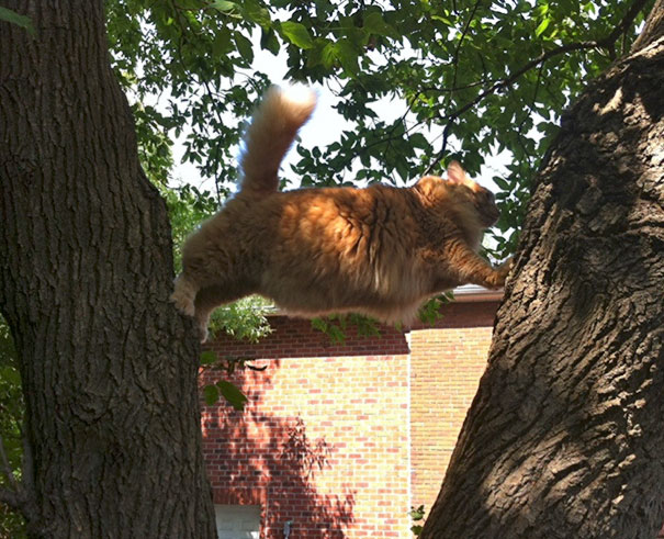 Chú mèo leo lên cây để tập yoga nhưng không biết làm sao để tụt xuống