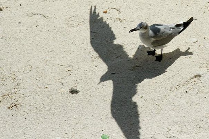 Chú chim tình cờ bay ngang qua đã giúp nhiếp ảnh gia tạo nên một bức ảnh ý nghĩa: 