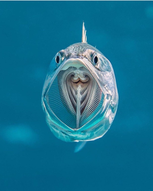 Hình ảnh đối xứng hút hồn này chính là bên trong khoang miệng một chú cá thu
