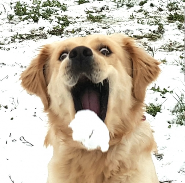 Chú chó háo hức đón quả bóng tuyết đầu tiên trong đời