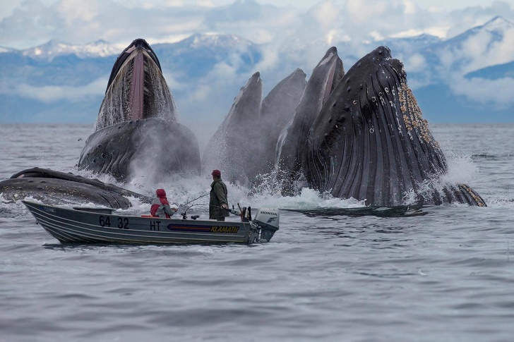 Hình ảnh cá voi khổng lồ nổi lên ngay bên cạnh một chiếc thuyền nhỏ bé