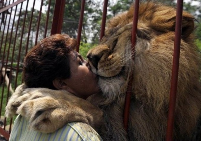 Có thể đó là tình cảm giữa một chú sư tử và người đã chăm sóc nó từ khi còn nhỏ