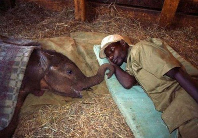 Cuộc sống chính là những khoảnh khắc như thế - giống như khi người nông dân này thức cả đêm để chăm sóc chú voi bị bệnh 