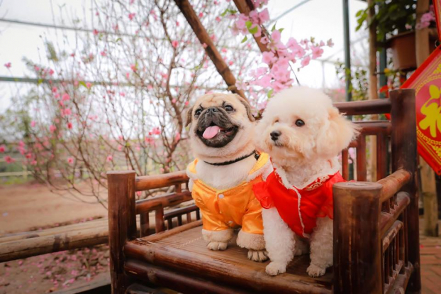   'Thật sang chảnh quá đi, chó cưng mà cũng được đi chụp ảnh Tết' - một người dùng mạng hài hước bình luận.  