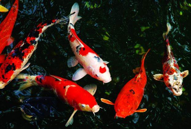   Cá Koi Nhật Bản là loài cá chép quý có giá trị cao.  