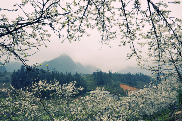   Vào tháng 3, hoa ban nở trắng trời vùng Tây Bắc tạo nên một khung cảnh tuyệt đẹp. (Ảnh: Duli)  