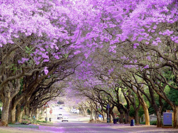   Đà Lạt - Nơi được mệnh danh là 'thành phố ngàn hoa' rợp sắc tím của hoa phượng tím. (Ảnh: Mytour)  
