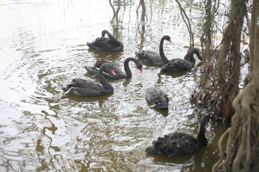 12 con thiên nga đang được thả thí điểm tại Hồ Gươm.