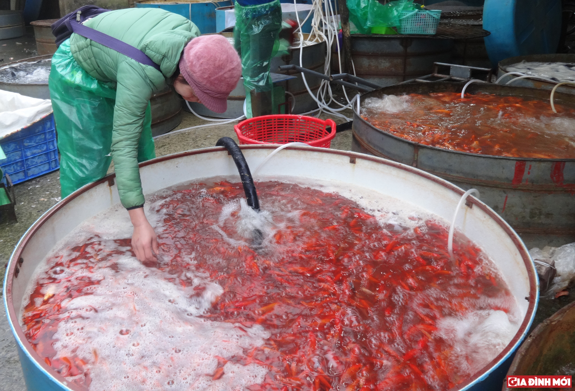 Tại chợ cá Yên Sở,1kg cá thường từ 20-25 con và các tiểu thương ở đây chỉ bán buôn cá chứ không bán lẻ từng cặp.