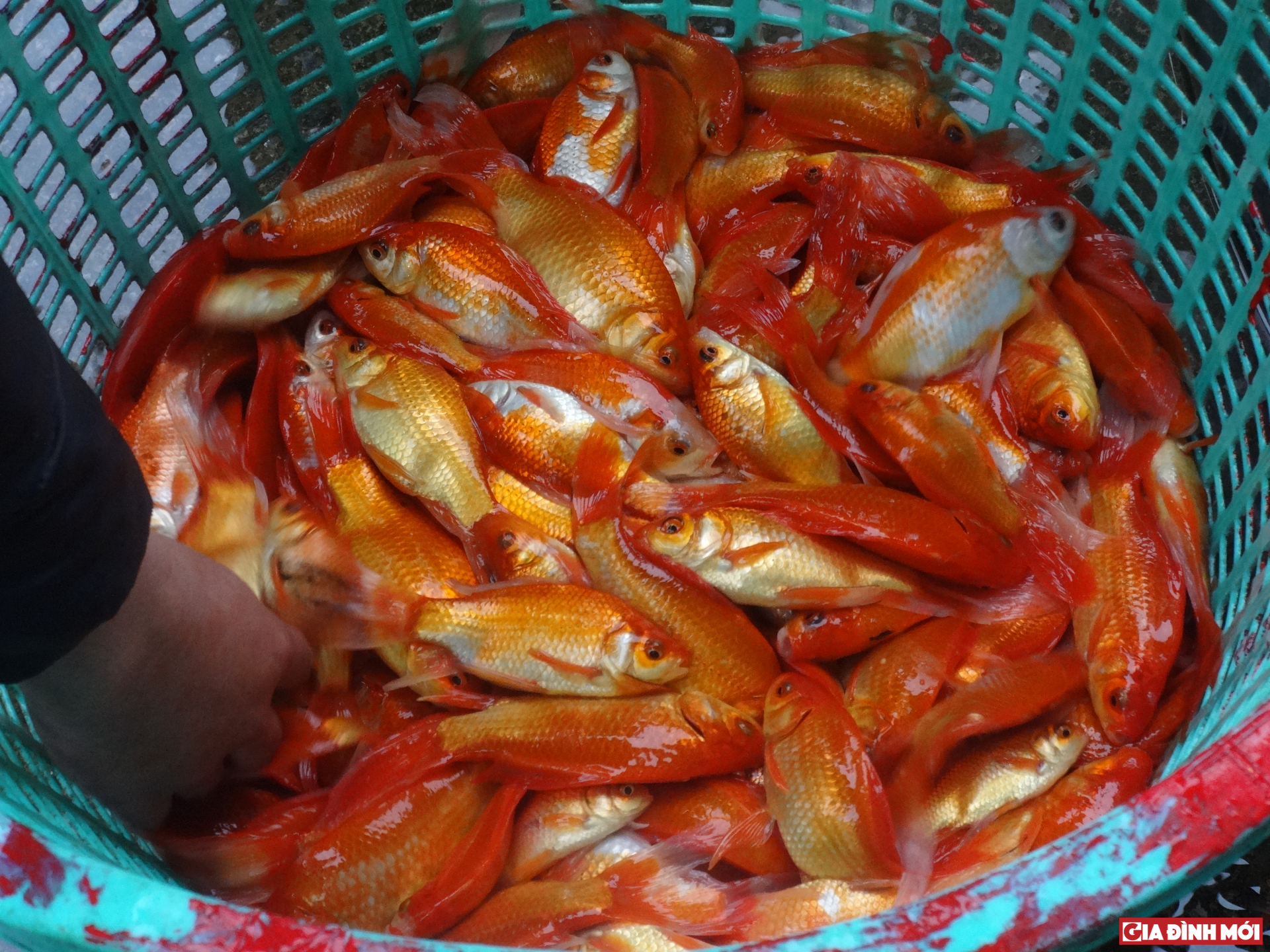 Hai loại cá vàng: cá vàng ta con nhỏ, thon, da bóng và cá vàng lai màu đậm, con to, giá bán dao động 100.000-150.000 đồng/kg được mua bán nhiều nhất.