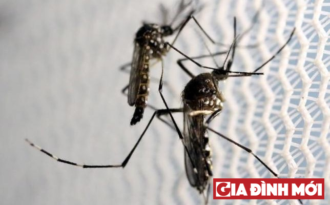 Aedes-Aegypti-644x400