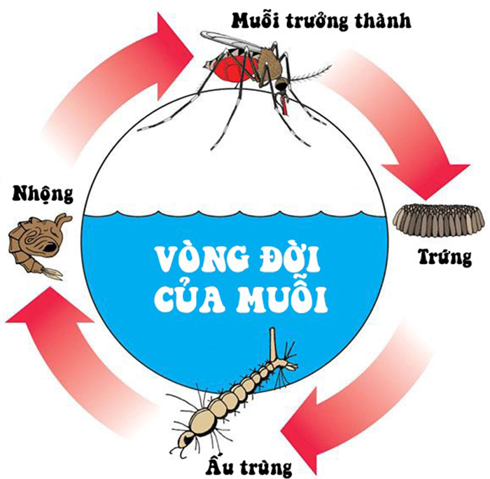 vong-doi-cua-muoi-Aedes-a