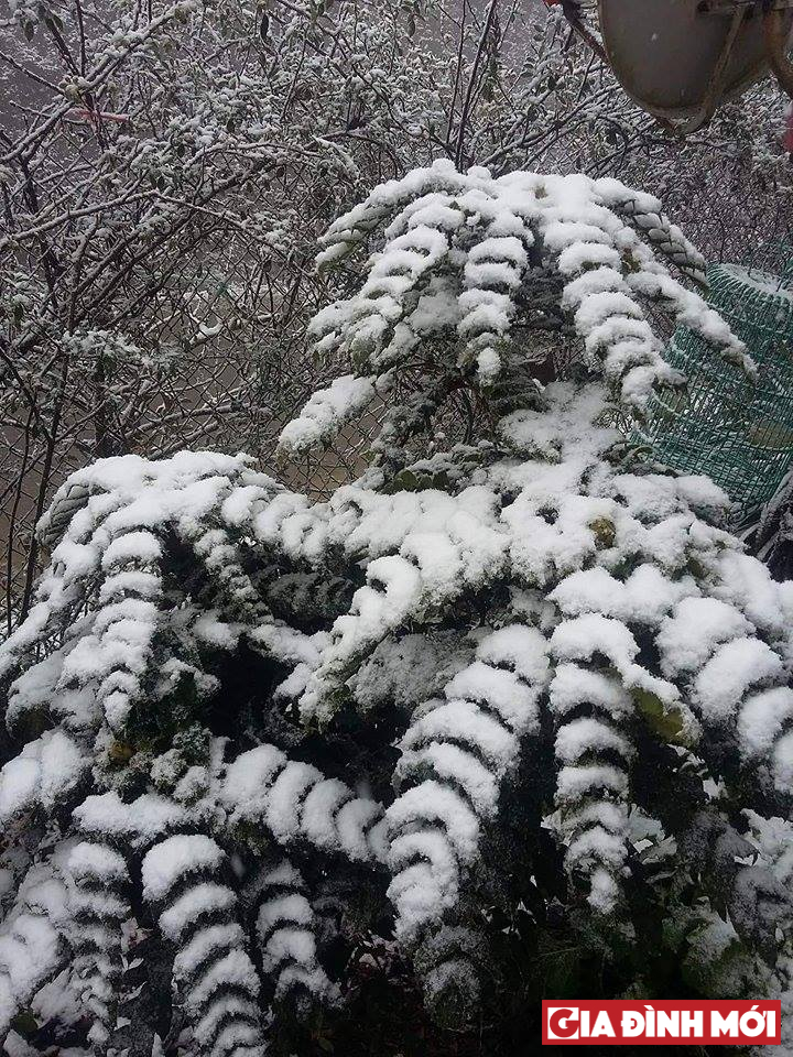Tuyết phủ đầy cây cối- ảnh Lý Thị Chỉnh
