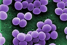 Staphylococcus_aureus-giadinhmoi