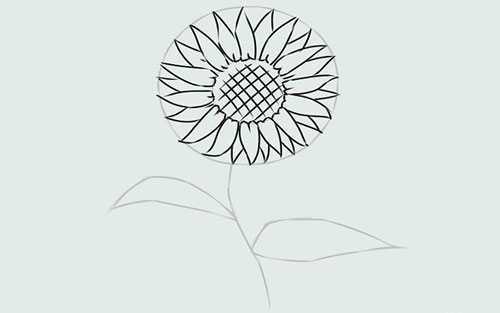 Cách vẽ hoa hướng dương đơn giản và đẹp nhất 9