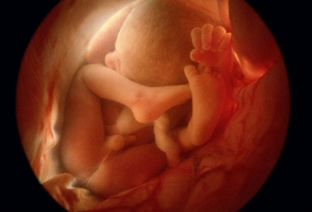   36 tuần: Các em bé có kích thước khác nhau, tùy thuộc vào giới tính, số em bé trong bụng mẹ (một thai hay đa thai) và vóc dáng của cha mẹ. Trung bình, một em bé ở giai đoạn này sẽ dài khoảng 47 cm và nặng gần 3,2 kg. Bộ não đã phát triển nhanh chóng. Phổi gần như phát triển đầy đủ. Đầu thường được quay xuống dưới. Em bé sẽ là non tháng nếu ra đời ở tuần 37-39, đủ tháng nếu ra đời ở tuần 39-40 và là già tháng nếu chào đời ở tuần 41-42.  