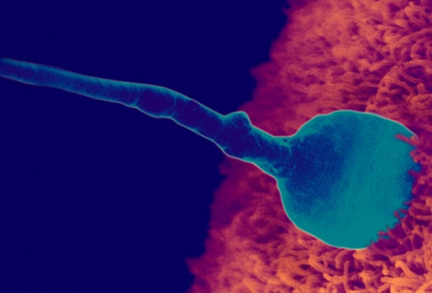   Thụ thai Quá trình thụ thai xảy ra khi một tinh trùng gặp một trứng. Theo WebMD, trong vòng ba ngày sau khi thụ thai, trứng thụ tinh được phân chia rất nhanh thành nhiều tế bào. Nó đi qua ống dẫn trứng vào tử cung, nơi nó gắn vào thành tử cung. Nhau thai, sẽ nuôi dưỡng em bé, cũng bắt đầu hình thành. Tại thời điểm này, bộ di truyền đã hoàn chỉnh, bao gồm cả giới tính của em bé.  