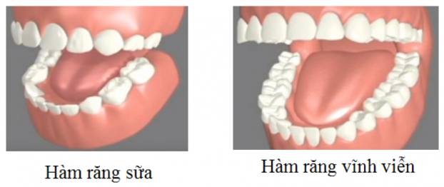 Quá trình mọc răng sữa và thay răng ở trẻ 5