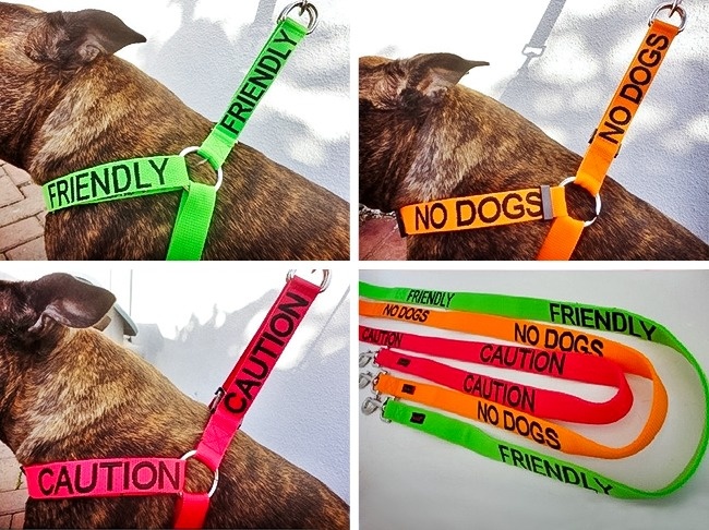 Một ý tưởng cho những người yêu chó: dây xích với các cụm từ thông tin và màu sắc