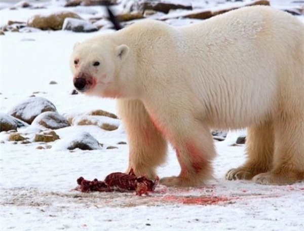 Gấu trắng Bắc Cực trưởng thành khi ăn thịt con mồi chỉ ăn phần da và mỡ. Còn lại chúng để cho gấu con và chim chóc ăn xác chết. Chúng rất tốt bụng và biết quan tâm đến loài khác