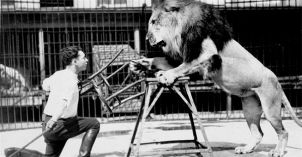 Những người huấn luyện sư tử phải dùng một chiếc ghế để thuần hóa chúng vì sư tử chỉ có thể tập trung vào một mục tiêu để tấn công. Với chiếc ghế đó, chúng sẽ bị bối rối và tự động lùi lại