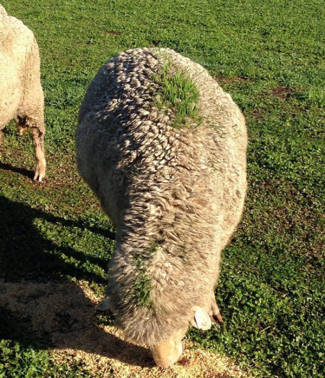 Một nắm hạt mọc mầm trên bộ lông xù xì của con cừu