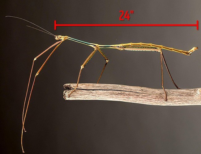 Bọ que là loài côn trùng dài nhất thế giới, một con trưởng thành có thể dài tới 60 cm