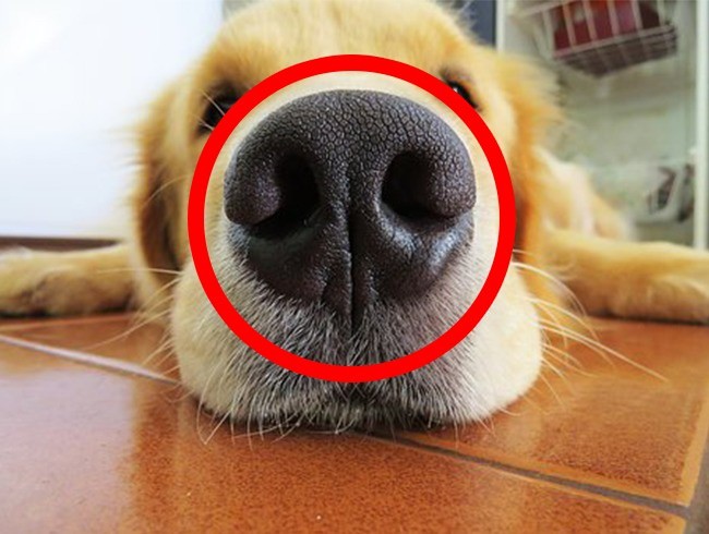 Những vết nứt nẻ trên mũi chó cũng có ý nghĩa giống vân tay con người vậy