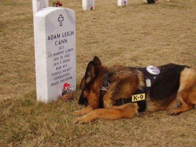 Chú chó nằm bên mộ chủ mỗi ngày