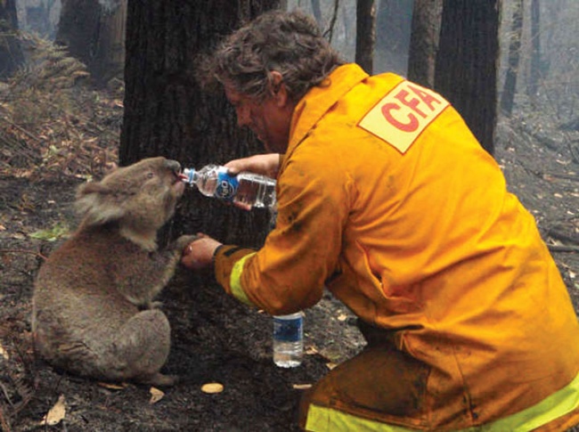 Một lính cứu hỏa cho gấu koala uống nước trong một đợt hạn hán gây ra trận cháy rừng rất lớn ở Úc, 2009
