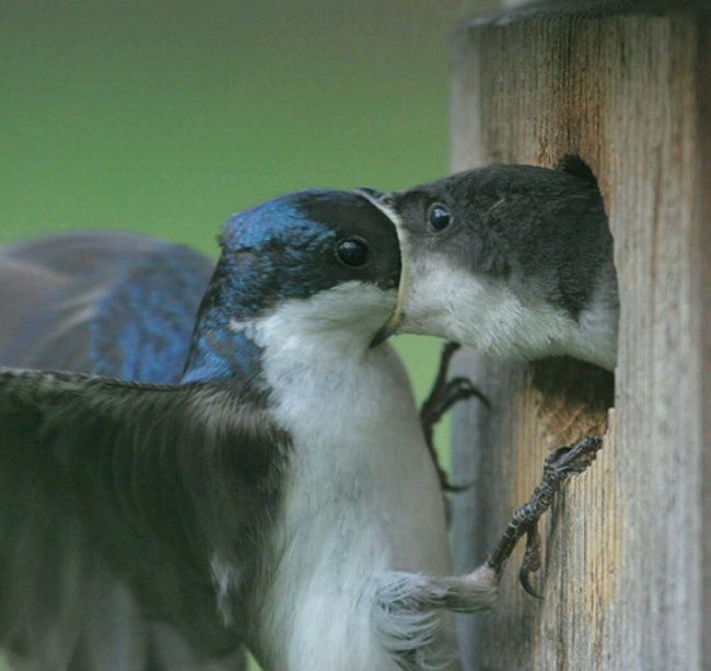 Chim cũng biết cách thể hiện tinh yêu