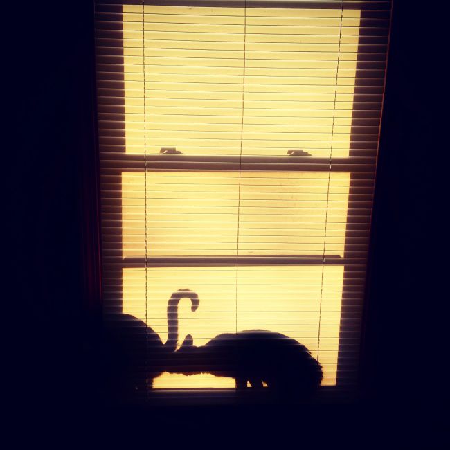 Có hai con mèo ngồi bên cửa sổ. Một con rời đi, một con...