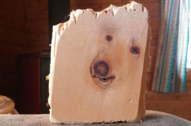 Một chú cún con ẩn mình trong cây gỗ