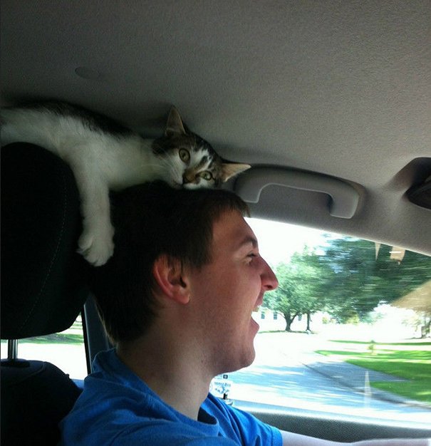 Đây là cách con mèo của tôi ngồi trong ô tô