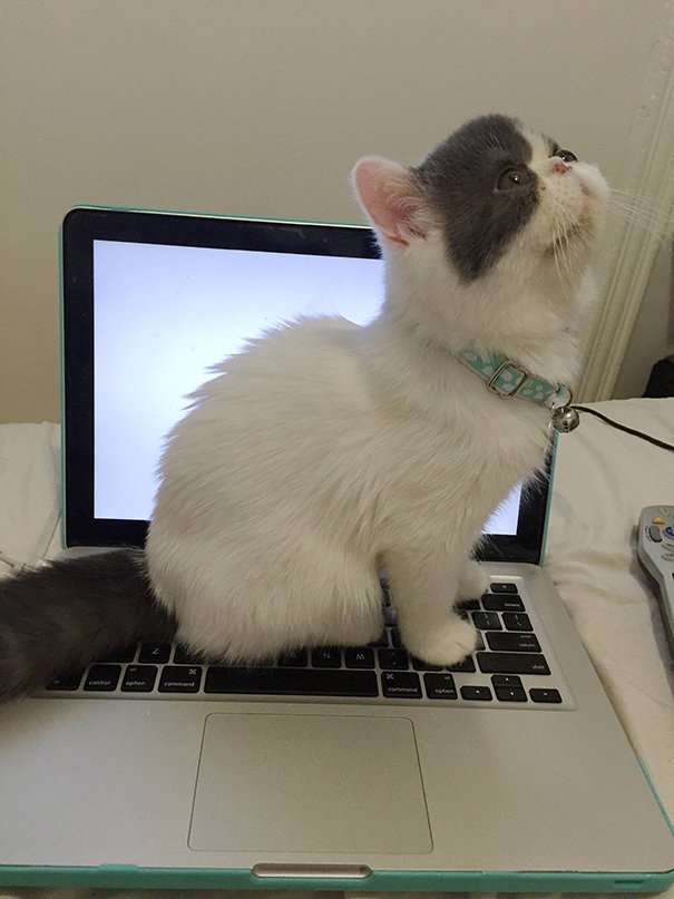 Chú mèo thường làm thế này khi tôi mở máy tính!!!