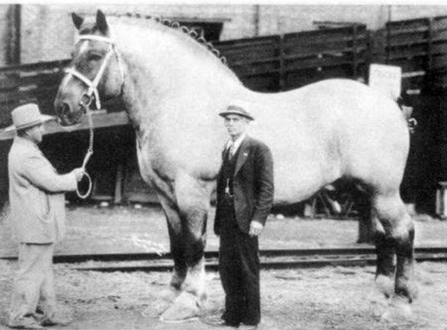 Con ngựa lớn nhất thế giới năm 1928