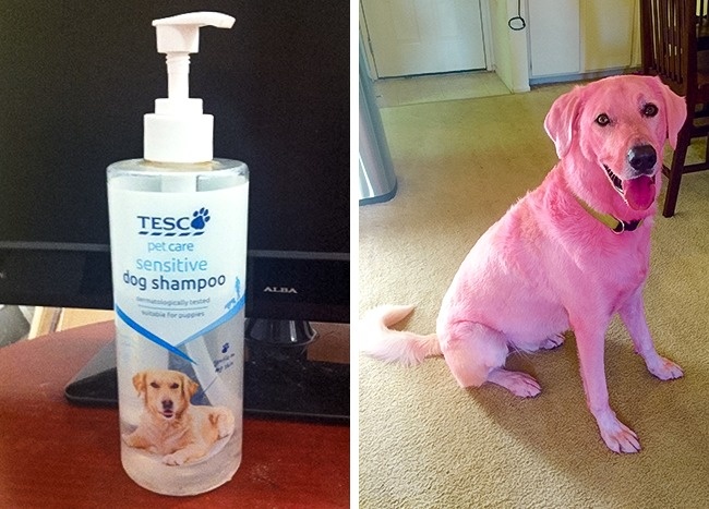 Con chó đổi màu sau khi tắm bằng thứ dầu tắm này