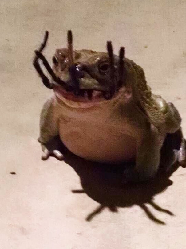 Một con ếch đang cố nuốt con nhện to lớn