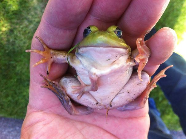 Con ếch này có thêm một chân trước ngực